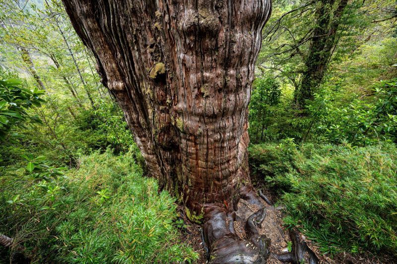 Le plus vieil arbre du monde découvert au Chili