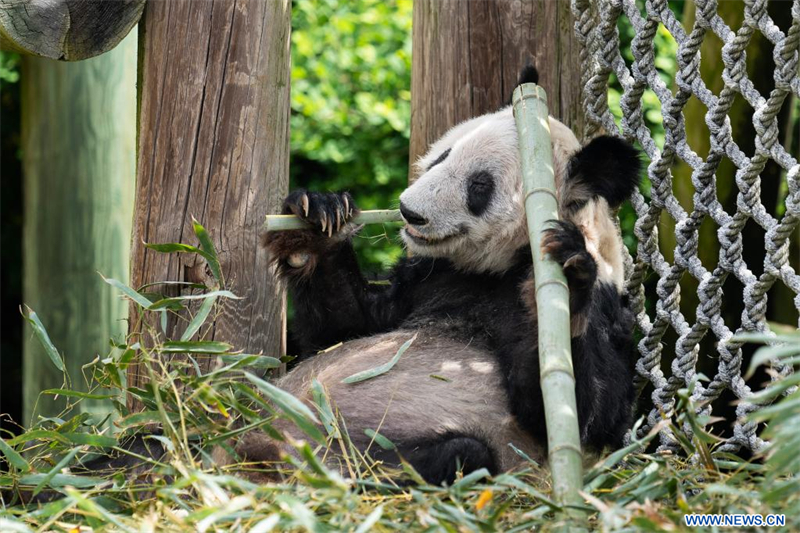 Le panda géant Ya Ya quitte le zoo de Memphis