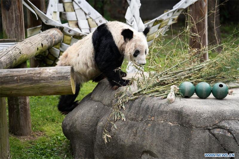 Le panda géant Ya Ya quitte le zoo de Memphis