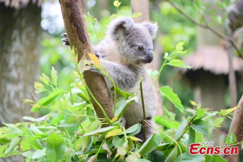 Un koala se repose sur un arbre au Chimelong Safari Park à Guangzhou, capitale de la province du Guangdong (sud de la Chine), le 25 avril 2023. (Chen Jimin / China News Service) 