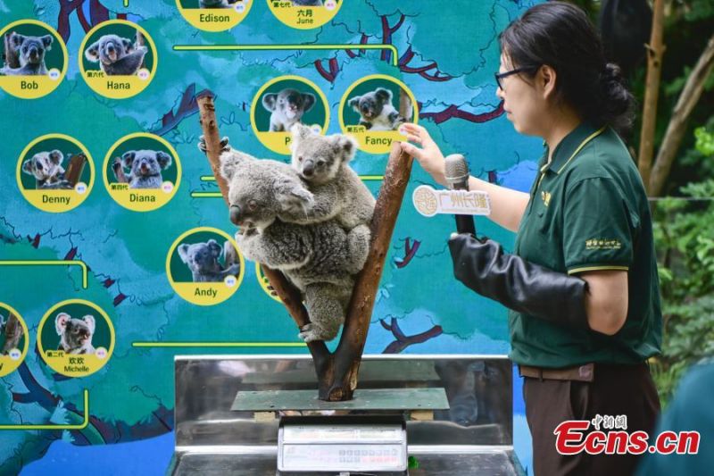 Guangdong : un koala issu d'une famille de huit générations rencontre le public à Guangzhou