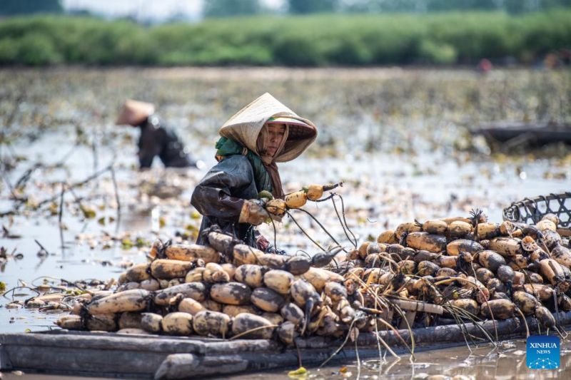 Hunan : Les agriculteurs s'affairent à la récolte des racines de lotus à Lingjiaohu