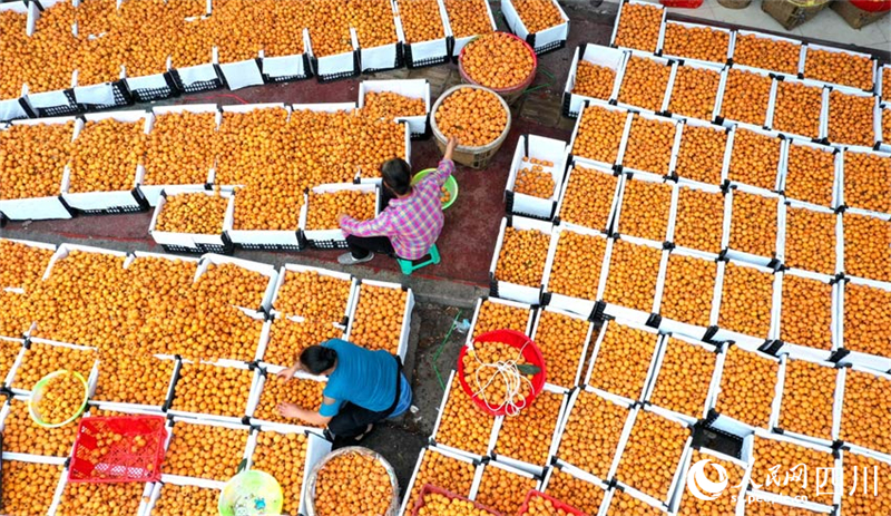 Sichuan : les agriculteurs occupés à cueillir et vendre des nèfles