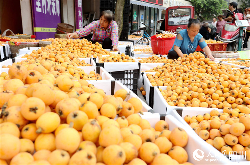 Sichuan : les agriculteurs occupés à cueillir et vendre des nèfles