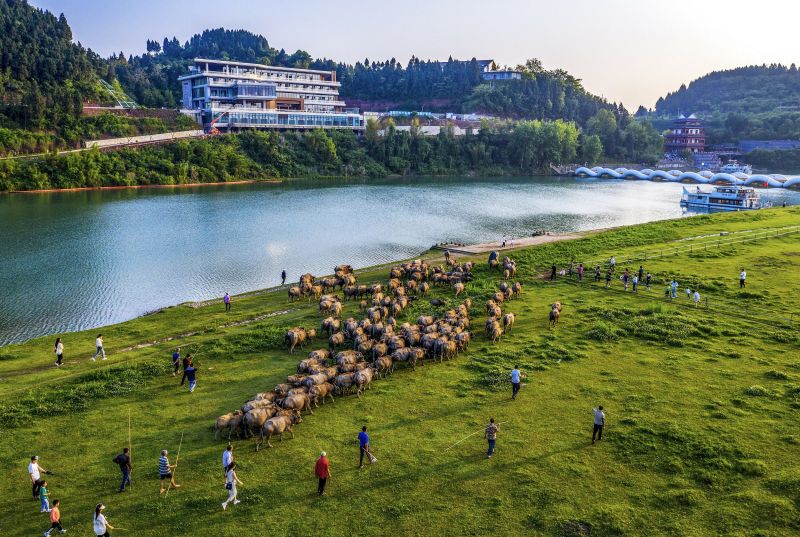 Sichuan : des buffles traversent la rivière Jialing à la nage