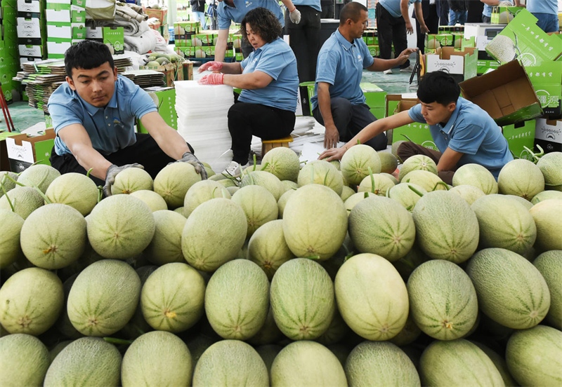 Xinjiang : les melons de Hami des serres de Tourfan se vendent comme des petits pains