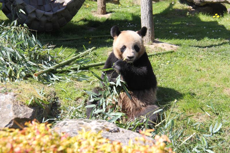 Une visite au panda géant Yuan Meng dans le ZooParc de Beauval en France