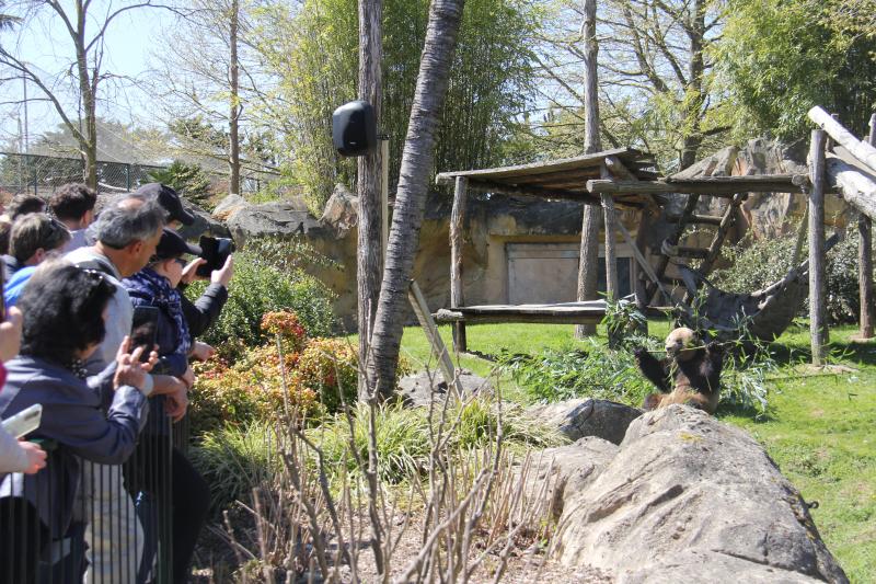Une visite au panda géant Yuan Meng dans le ZooParc de Beauval en France