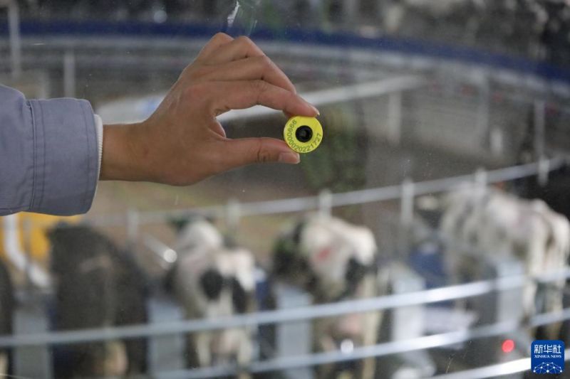 Gansu : l'intelligence artificielle dans une ferme laitière à Wuwei