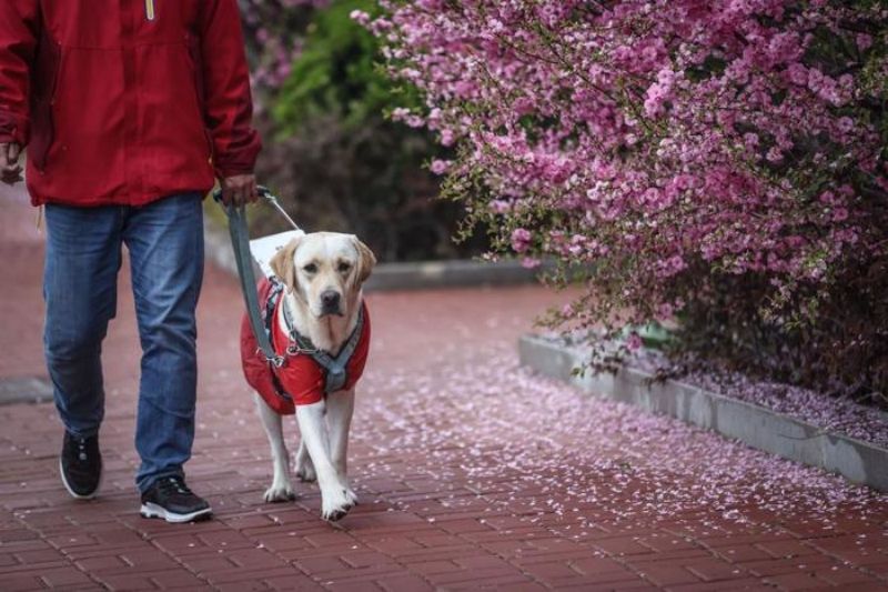 Liaoning : comment le Centre chinois de formation de chiens guides d'aveugles de Dalian facilite la vie des malvoyants