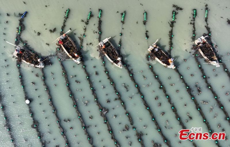 Shandong : des pêcheurs s'affairent à la récolte d'algues