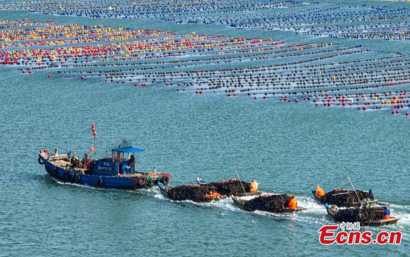 Shandong : des pêcheurs s'affairent à la récolte d'algues