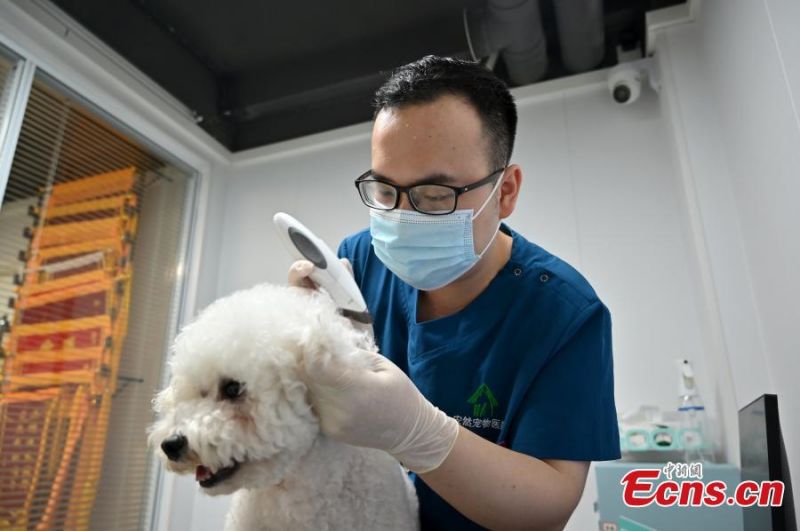Guangxi : le quotidien d'un infirmier vétérinaire