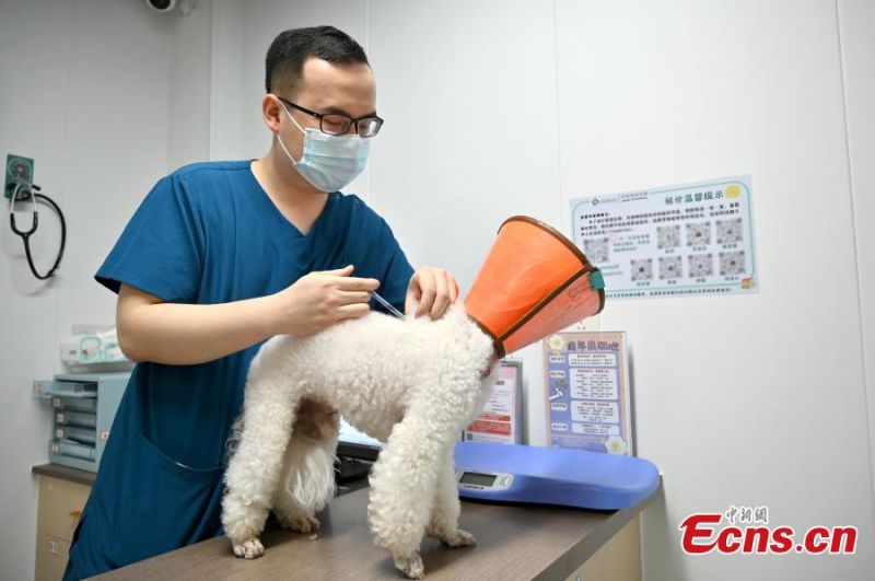 Guangxi : le quotidien d'un infirmier vétérinaire