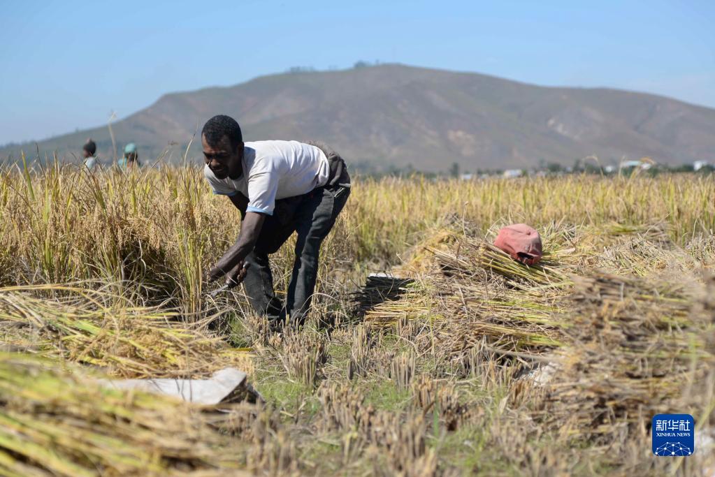Des agriculteurs locaux récoltent du riz dans un champ de démonstration de riz hybride à haut rendement dans le sous-centre africain du Centre de recherche du riz hybride de Chine près de Tananarive, capitale de Madagascar, le 12 mai. (Photo / Xinhua)