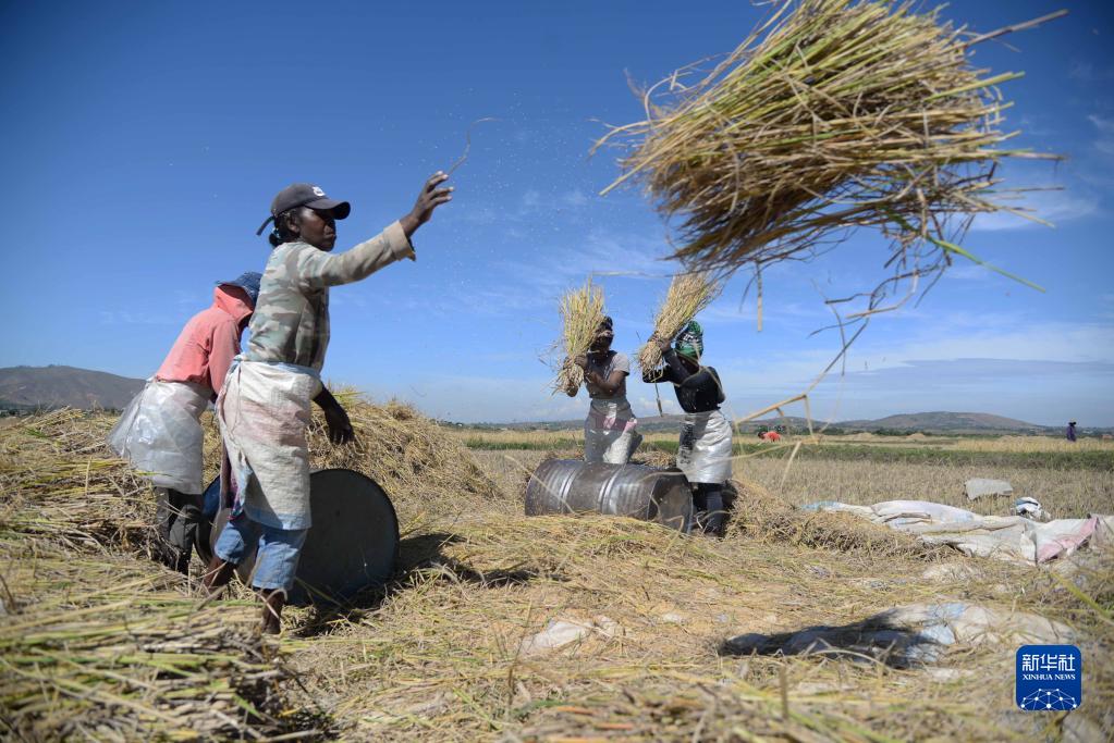 Le riz hybride chinois pousse à Madagascar