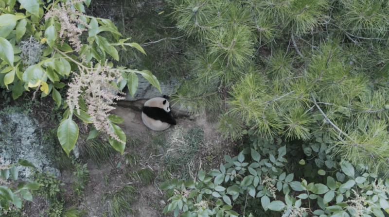 Photo aérienne montrant un panda géant dans les monts Qinling. (Liu Ning / Le Quotidien du Peuple en ligne)