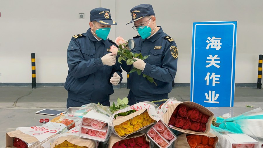 Des douaniers de l'aéroport international Huanghua de Changsha contrôlent des roses fraîchement coupées importées d'Afrique à Changsha, dans la province chinoise du Hunan, le 12 janvier 2023. (Photo fournie par les douanes de Changsha)