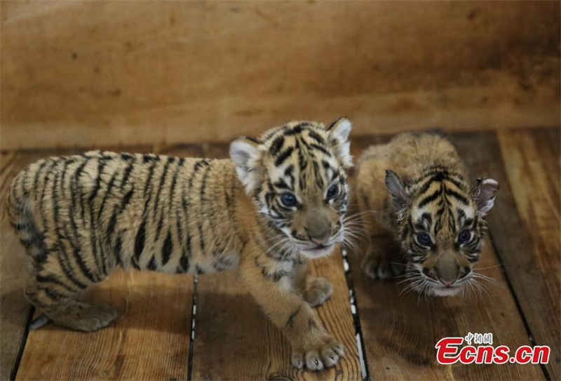 Des bébés quintuplés de tigre vont rencontrer le public à Chongqing