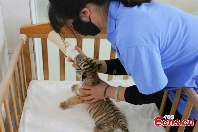 Des bébés quintuplés de tigre vont rencontrer le public à Chongqing