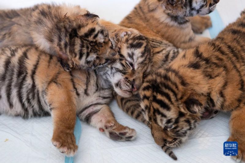 Heilongjiang : les tigres entrent dans leur période de reproduction au parc des tigres de Sibérie