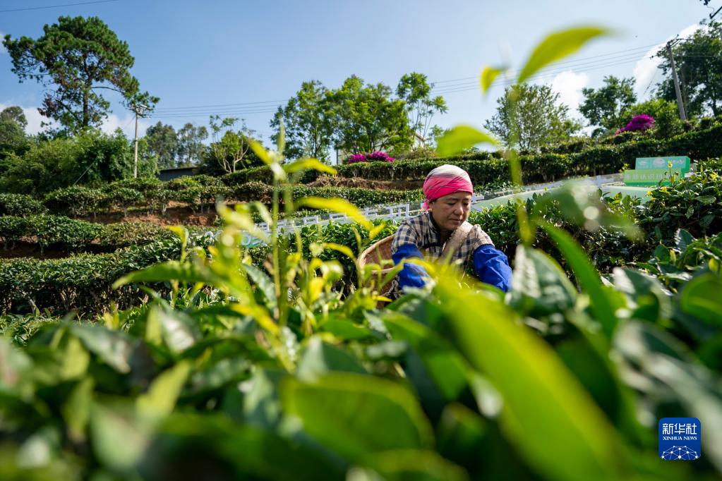 Yunnan : l'industrie du thé stimule la revitalisation de l'économie à Lüchun