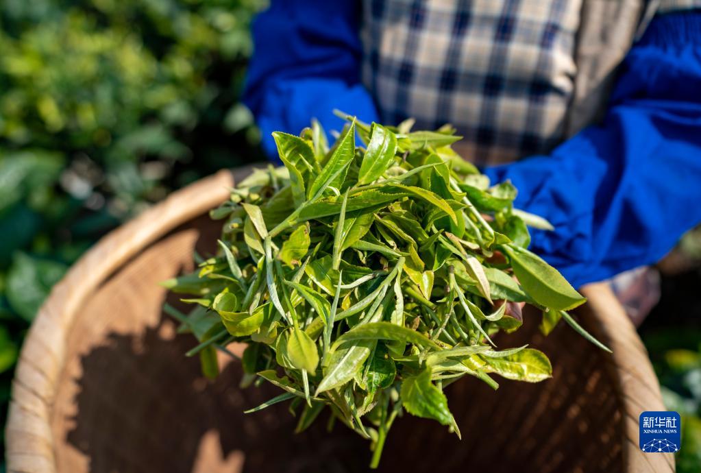 Yunnan : l'industrie du thé stimule la revitalisation de l'économie à Lüchun