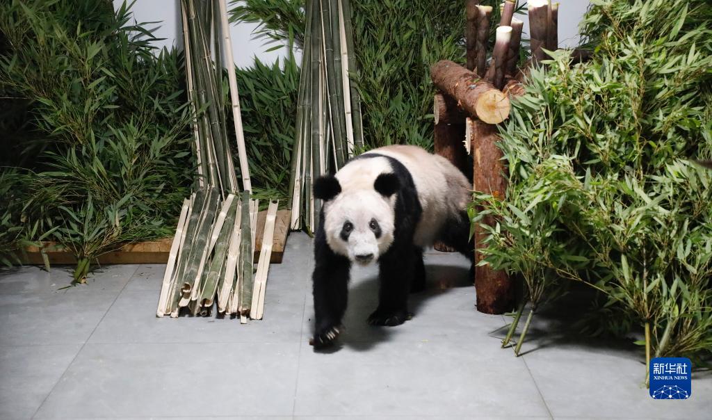 Le panda géant Ya Ya est revenu sain et sauf au zoo de Beijing