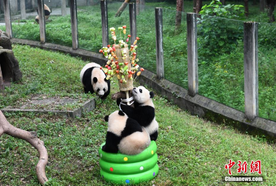 Le zoo de Chongqing fête le 1er juin