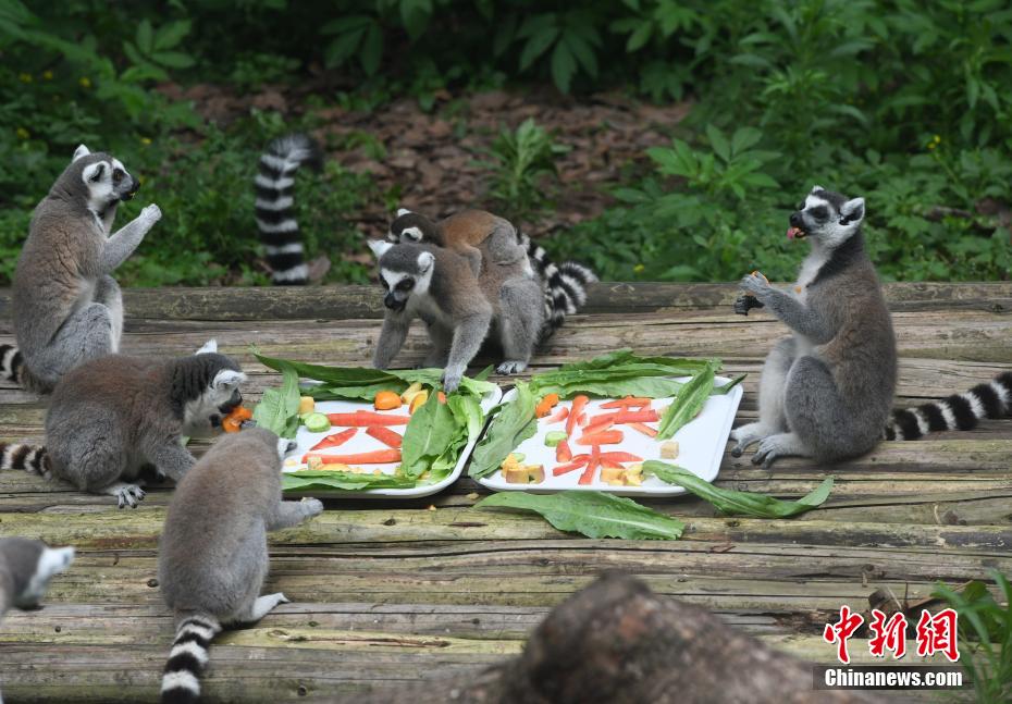 Le zoo de Chongqing fête le 1er juin
