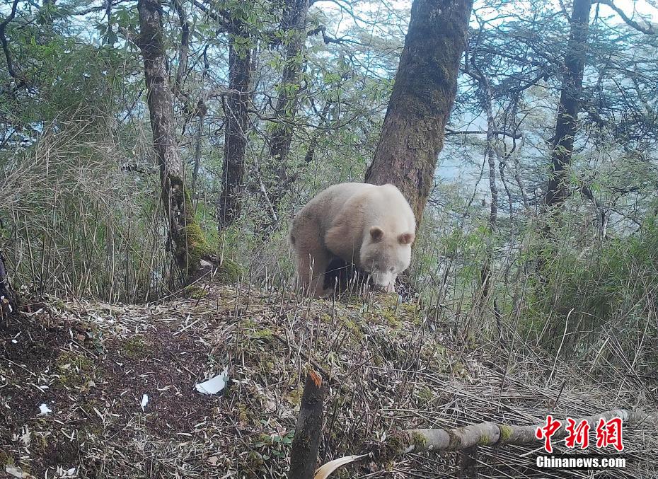 Sichuan : première publication d'une photo d'un panda géant blanc unique au monde