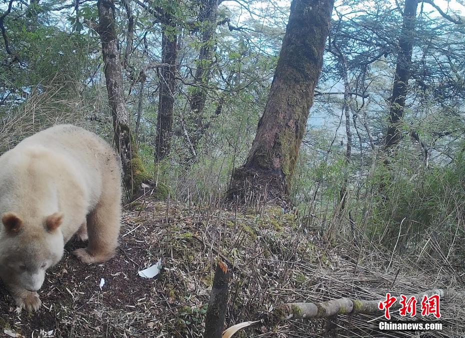 Sichuan : première publication d'une photo d'un panda géant blanc unique au monde