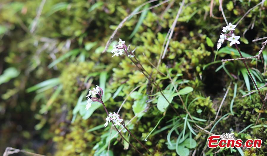 Sichuan : découverte de cinq nouvelles espèces de plantes