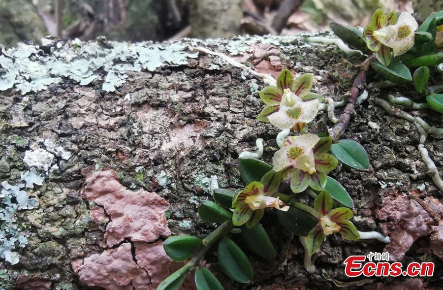 Sichuan : découverte de cinq nouvelles espèces de plantes
