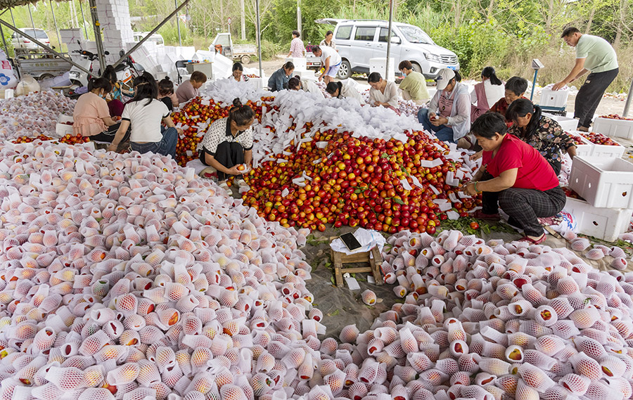 Anhui : la récolte des pêches fraîches à Dangshan
