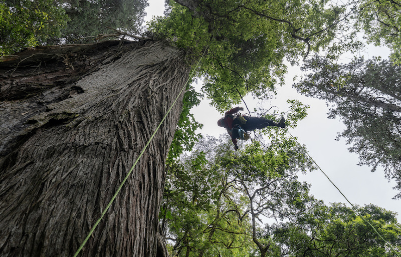 La découverte d'un cyprès géant pulvérise le record de l'arbre le plus haut de Chine