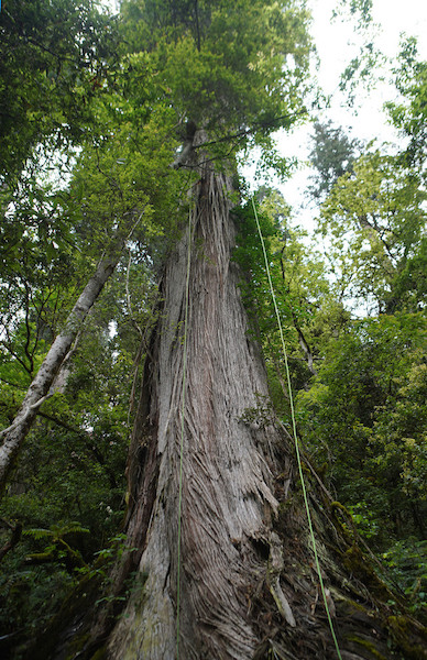 La découverte d'un cyprès géant pulvérise le record de l'arbre le plus haut de Chine