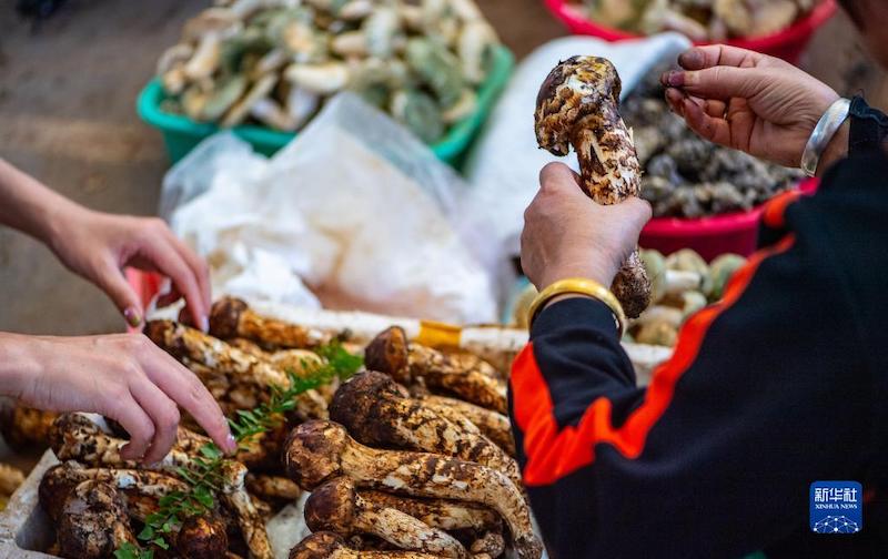 Yunnan: Les champignons sauvages inondent le marché