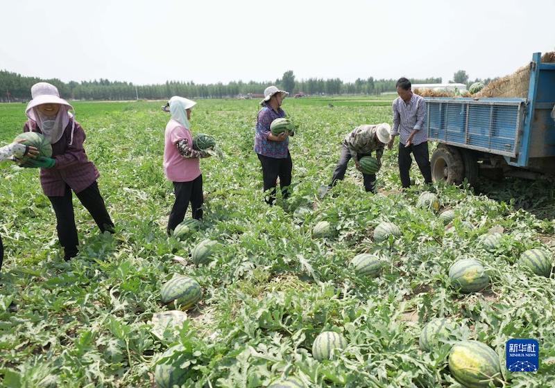 Hebei : La saison de la cueillette des pastèques