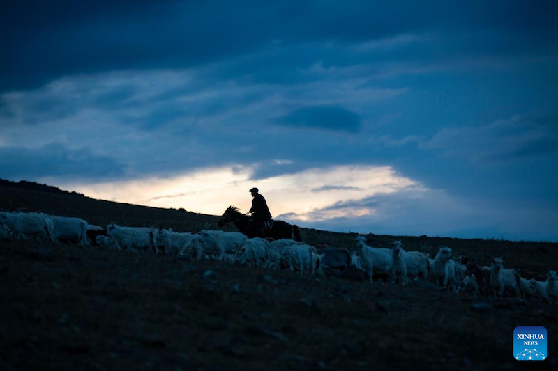 Habudelashen Nusupbek vérifie le nombre de ses chèvres au lever du soleil dans le comté de Yumin de la région autonome ouïgoure du Xinjiang (nord-ouest de la Chine), le 4 juillet 2023. (Photo / Xinhua)
