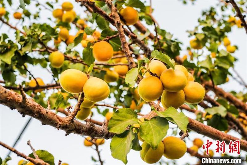 Gansu : les abricots Li Guang de Dunhuang, le goût inoubliable du solstice d'été