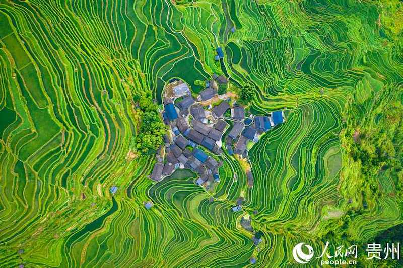 Guizhou: les champs en terrasses pittoresques dans les montagnes à Jiabang