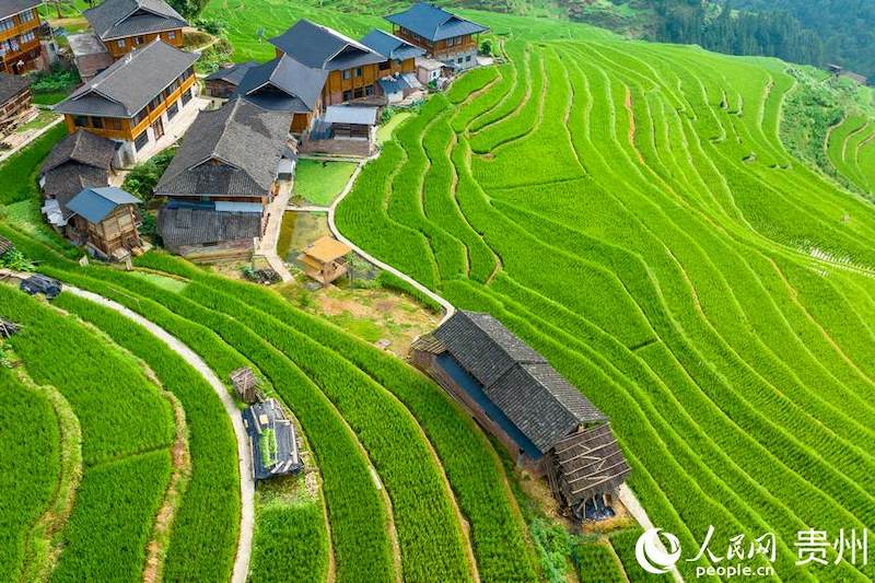 Guizhou: les champs en terrasses pittoresques dans les montagnes à Jiabang