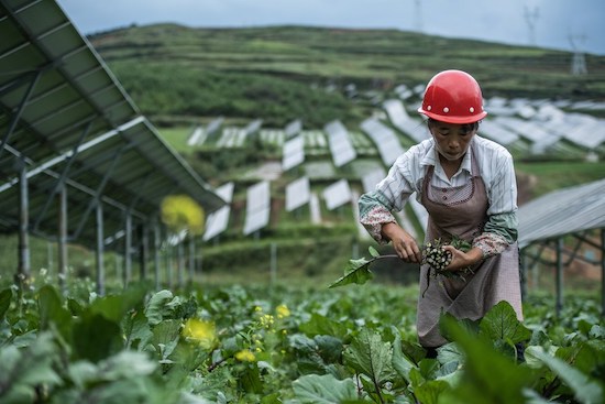Un villageois cueille des légumes dans une centrale photovoltaïque du comté autonome Yi, Hui et Miao de Weining, à Bijie, dans la province du Guizhou (sud-ouest de la Chine), le 24 août 2021. (Photo / Xinhua)