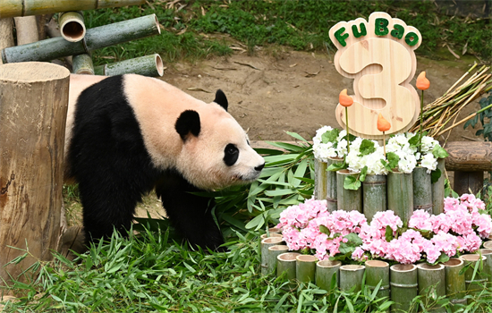 Panda personnalisé géant Bao en 200 cm