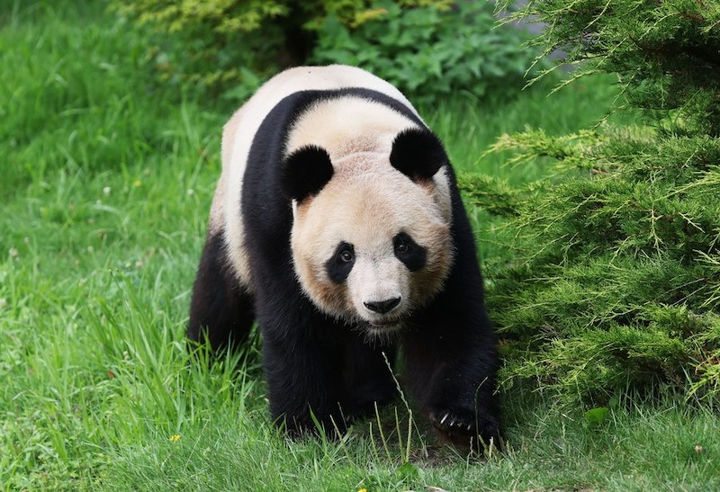Photo du panda géant Yuan Meng prise au zoo de Beauval à Saint-Aignan (France). (Xinhua/Gao Jing)