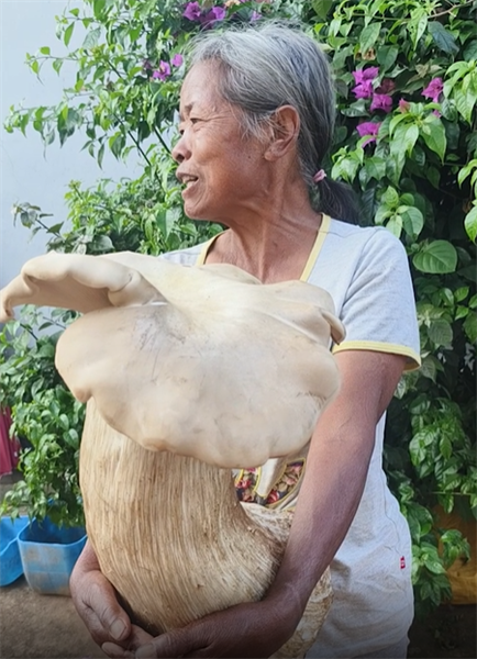 Yunnan : découverte d'un champignon de 3,2 kilos