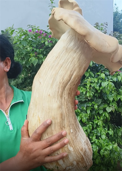Yunnan : découverte d'un champignon de 3,2 kilos