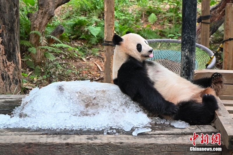 Guangdong : les pandas géants ont des moyens « cool » de lutter contre la chaleur estivale