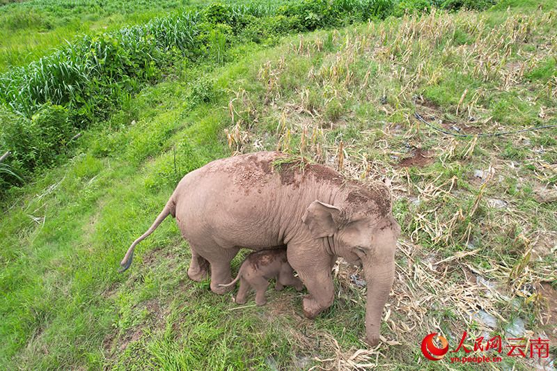 Un éléphanteau est né dans la province du Yunnan
